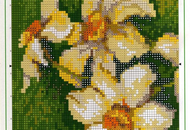 picture daffodils flowers (2)