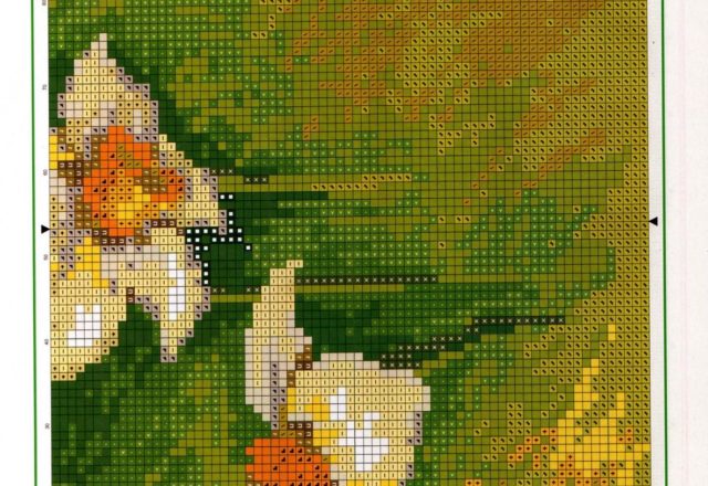 picture daffodils flowers (3)