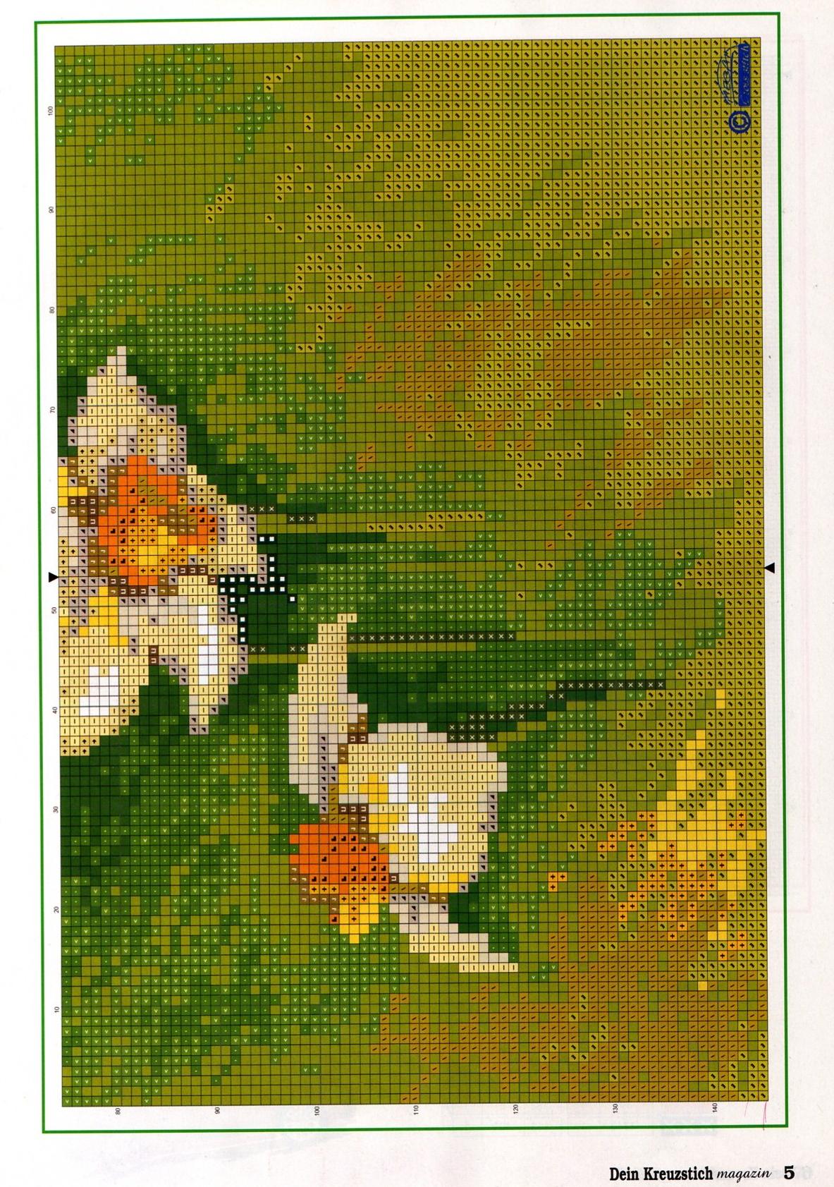 picture daffodils flowers (3)