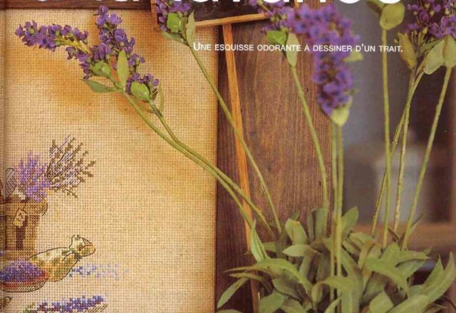 picture pots of lavender (4)
