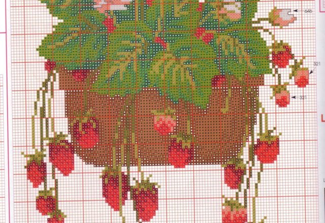 strawberry fruit in pots